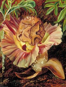 Leaf And Inflorescence Of A Gigantic Aroid, Java — Marianne North