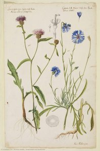 Knap-weed And Bluebottle — Richard Waller