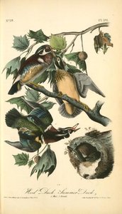 Wood Duck. Summer Duck. 1. Male. 2. Female — John James Audubon