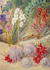 West Australian Sand Loving Plants — Marianne North, Pre-raphaelite Botanical