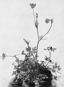 Butter Cups, Red Clover And Plantain — Albrecht Dürer