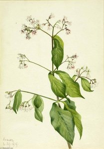 Dogbane (apocyum Androsaemfolium) — Mary Vaux Walcott