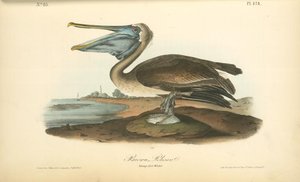 Brown Pelican. Young - First Winter — John James Audubon