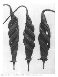 Art Forms In Nature 27 — Karl Blossfeldt