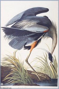 Great Blue Heron — John James Audubon