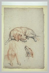 Study Of Dogs — シャルル・ルブラン
