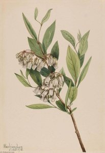 Stagger Bush (pieris Mariana) — Mary Vaux Walcott