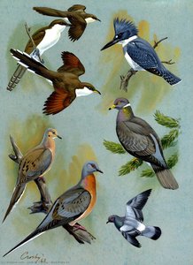 Bird Plate 41 — John A. Crosby
