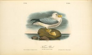 Fulmar Petrel. Adult Male Summer Plumage — John James Audubon