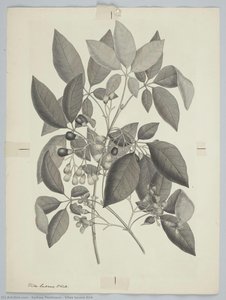 Vitex lucens Kirk
