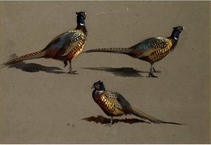 Studies Of A Cock Pheasant — Archibald Thorburn