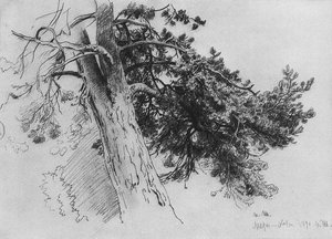 Part Of The Trunk Of A Pine. Mary-howe — Ivan Ivanovich Shishkin