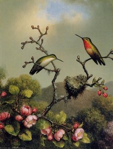 Ruby Throat Of North America — Martin Johnson Heade
