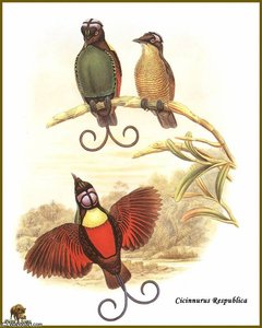 Paradisier Republicain — John Gould