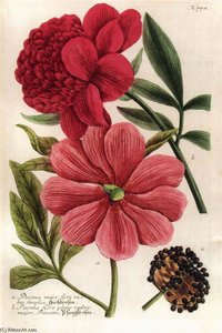 Illustration From Phytanthoza Iconographia — Johann Wilhelm Weinmann