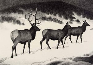 Elk — James E Allen