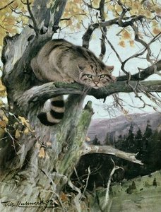 Wildcat In A Tree