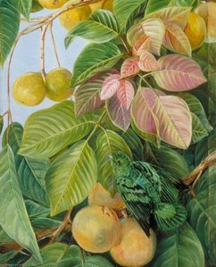 Fruit Of Sandoricum And Green Gaper, Borneo — Marianne North, Victorian Botanical Painting