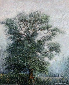 Wych Elm — Gary Sargeant