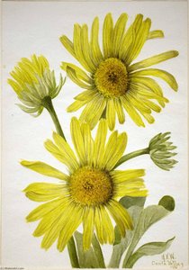 Satinleaf Goldenhead (enceliopsis Covillei) — Mary Morris Vaux Walcott