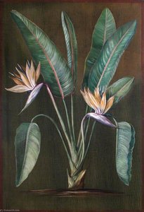 Strelitzia, A South African Plant — Marianne North, Impressionism