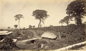 Coffee Plantation At Las Nubes, Guatemala — Eadweard J Muybridge