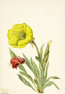 Evening Primrose (oenothera Howardi) — Mary Vaux Walcott