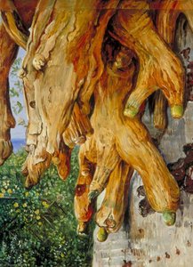 Cluster Of Air Roots Of A Dragon Tree, Teneriffe — Marianne North, Victorian Naturalism