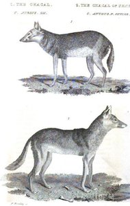 Golden Jackal — Charles Hamilton Smith
