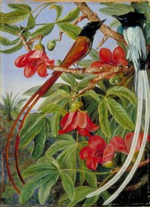 Blätter Und Blüten Des Roten Baumwollbaums Und Ein Paar Langschwanz-flüsterer, Ceylon — Marianne North, Akademische Botanische Malerei