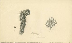 Opuntia arborearens, No. 20