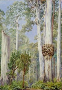 Karri-eukalyptusbäume Am Warren River, Westaustralien — Marianne North