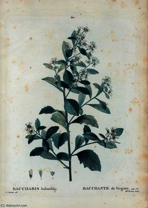 Baccharis halimifolia