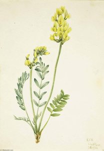 False Locoweed (oxytropia Gracilis) — Mary Vaux Walcott