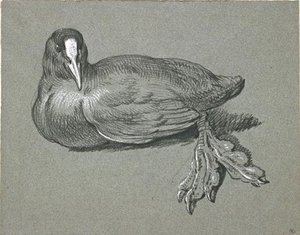 Coot Lying, Legs Tied — Jean-baptiste Oudry
