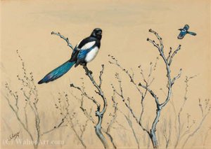 Azure-winged Magpie — George Edward Lodge
