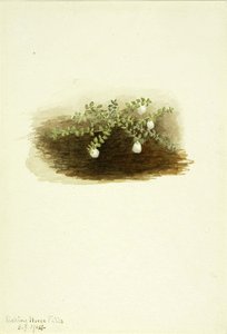 Chiogenes Hispidula — Mary Morris Vaux Walcott