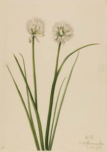 Northern Onion (allium Sibiricum) — Mary Vaux Walcott