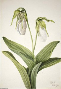 Pale Lady's Slipper (cypridedium Acaule) — Mary Vaux Walcott