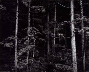 Untitled (pines, Trunks) — Brett Weston