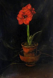 Amaryllis Lily — Francis Ferdinand Maurice Cook