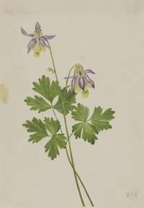 Shortspur Columbine (aquilegia Brevistyla) — Mary Vaux Walcott