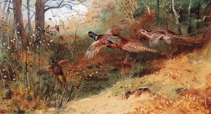 Cock Pheasants And A Hen Pheasant In Flight — Archibald Thorburn