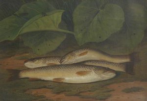 Petteril Trout
