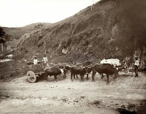 Monte Café Farm, Sapucaia, Rj. Brazil C. 1885 — Mark Ferz