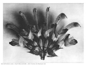 Art Forms in Nature 62
