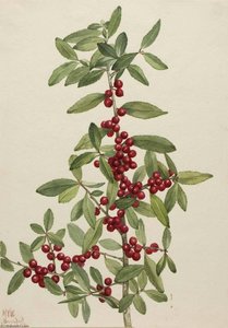 Yaupon (ilex Vomitoria) — Mary Vaux Walcott