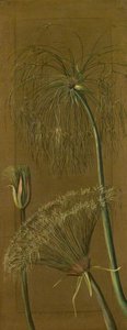 The Papyrus — Marianne North