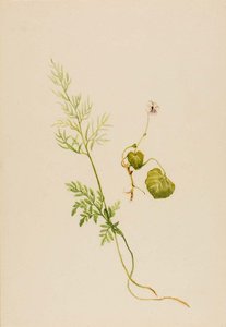 Viola Palustris — Mary Morris Vaux Walcott