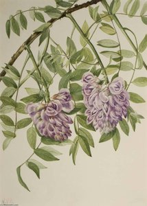 American Wisteria (kraunhia Frutescens) — Mary Vaux Walcott